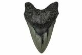 Fossil Megalodon Tooth - North Carolina #355848-1
